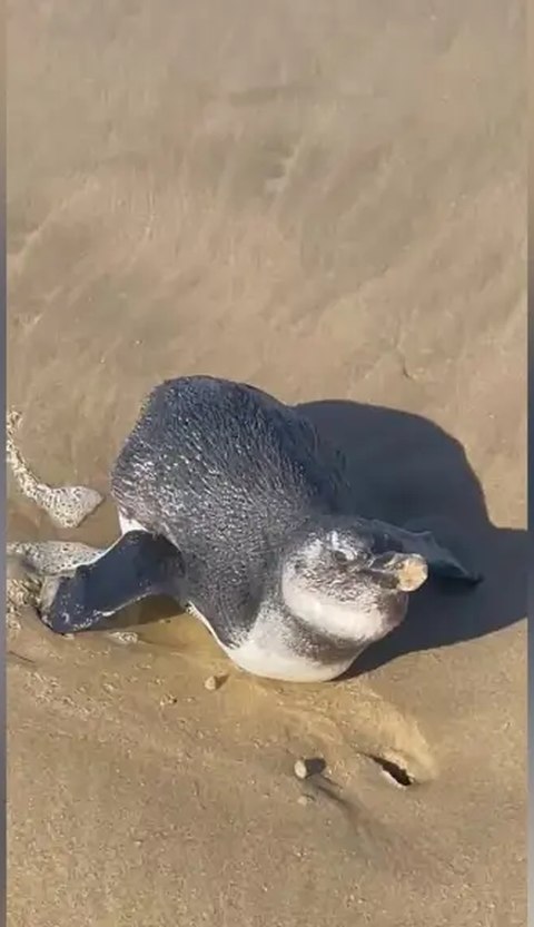 Sandy found lying face down on the beach, beak in the sand